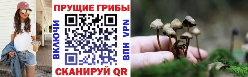где можно купить   Ярославль  Псилоцибиновые грибы мицелий 
